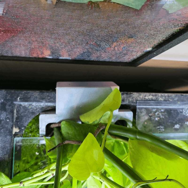 Fish Tank Side Plant Mount Bra - Aquarium Plant Holder ulasan dan harga