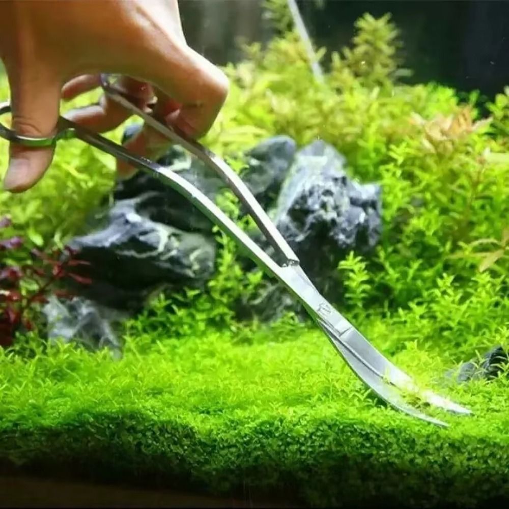1Pcs Stainless Steel Aquarium  - Aquarium Plant Grass ulasan dan harga