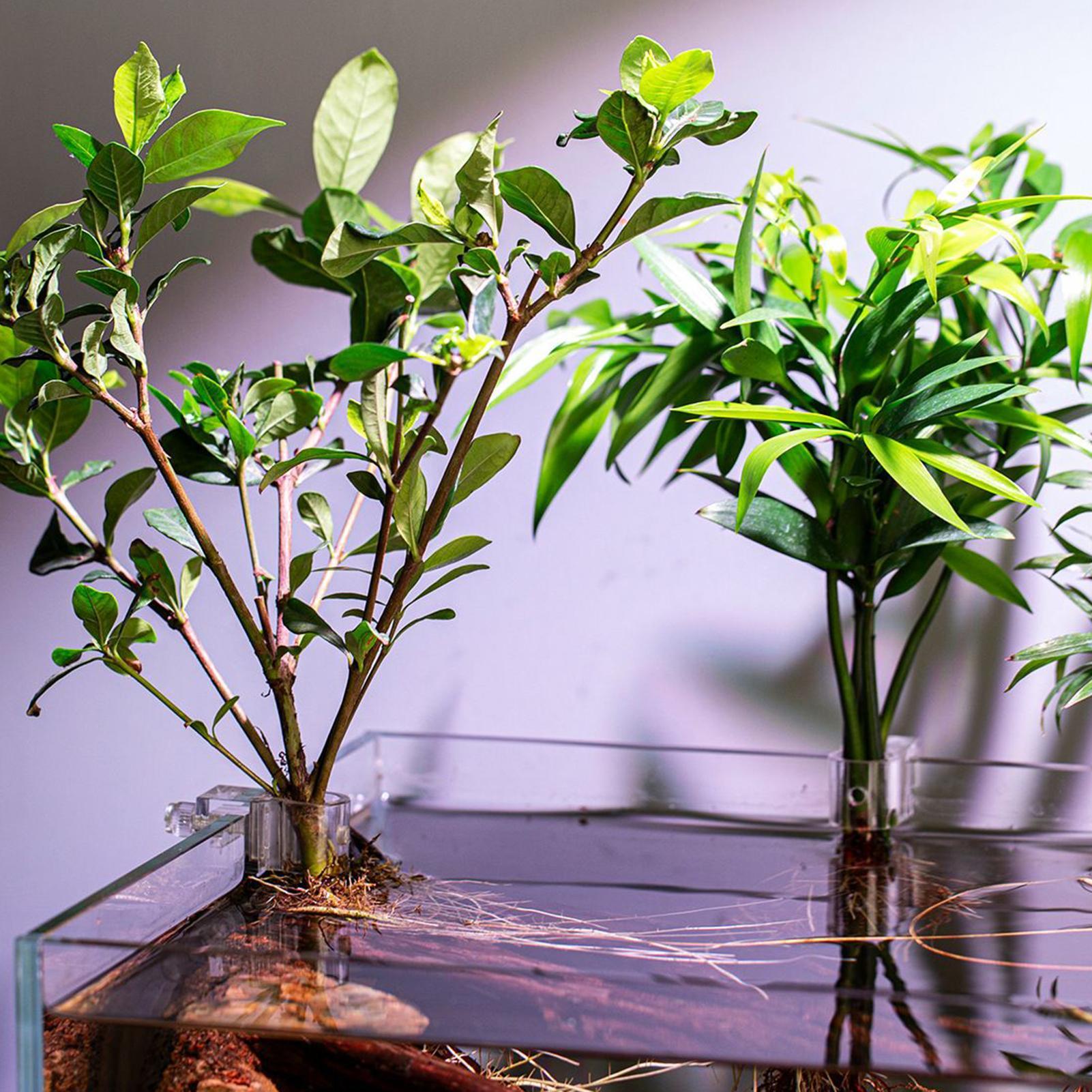 6pcs Aquarium Plant Holders Cl - Aquarium Plant Holder ulasan dan harga