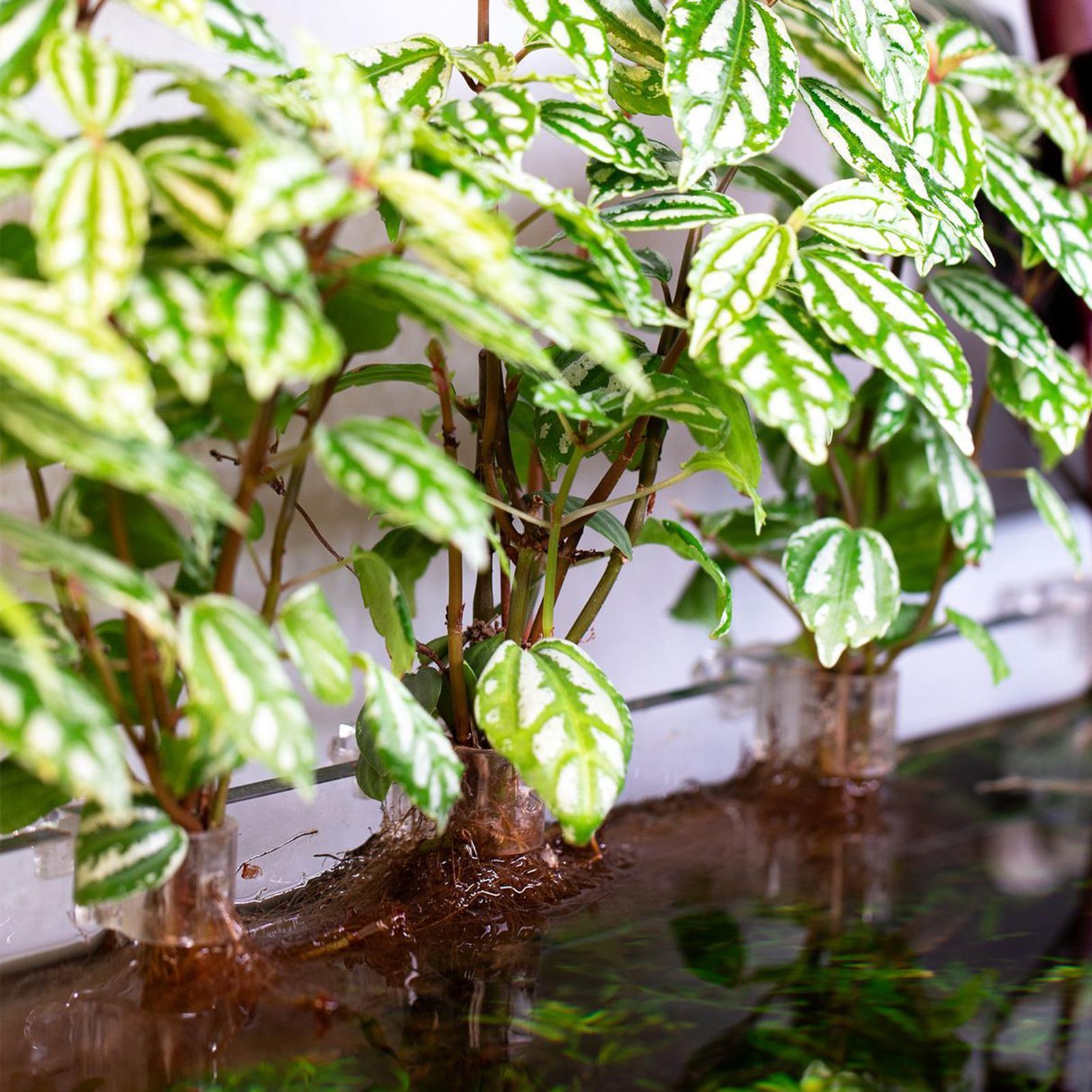 6pcs Aquarium Plant Holders Cl - Aquarium Plant Holder ulasan dan harga
