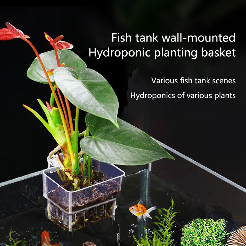 Aquarium Hydroponic Planting C - Aquarium Planted Tank Setup ulasan dan harga